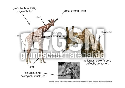 Giraffe-Aussehen-Körperbau.pdf